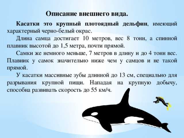 Сонник кит. к чему снится кит во сне женщине и мужчине