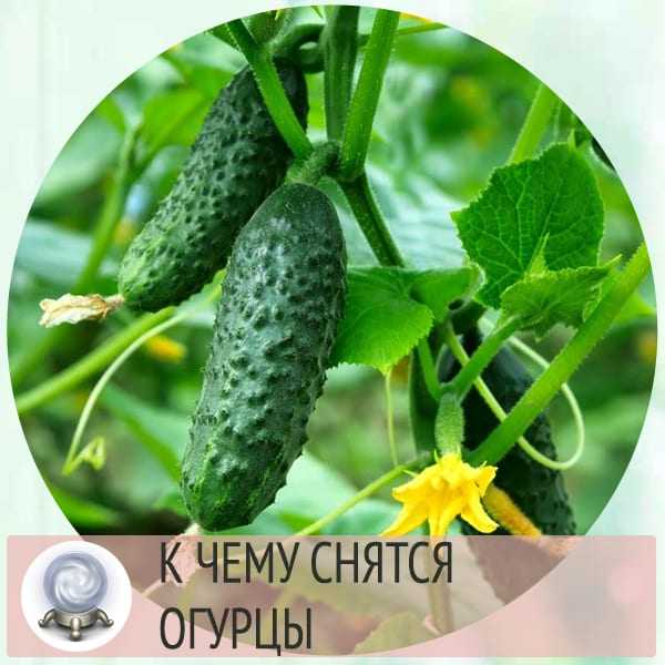 Сонник соленые огурцы к чему снится соленые огурцы во сне?