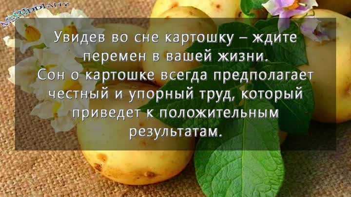 К чему снится картошка? сонник картофель приснился во сне