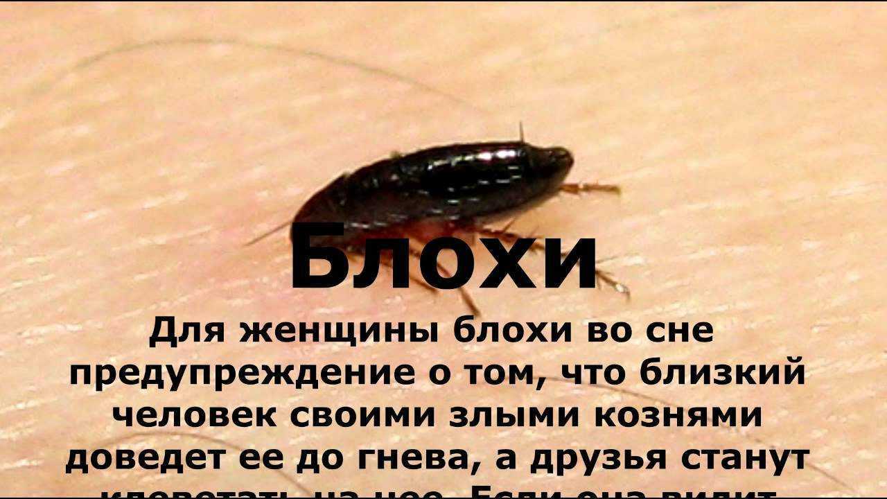 Что значит укус крысы за ногу: толкование сна в зависимости от параметров животного