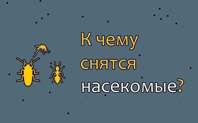 К чему снятся насекомые Что сулит такой сон Самое достоверное толкование по дням недели смотрите у нас