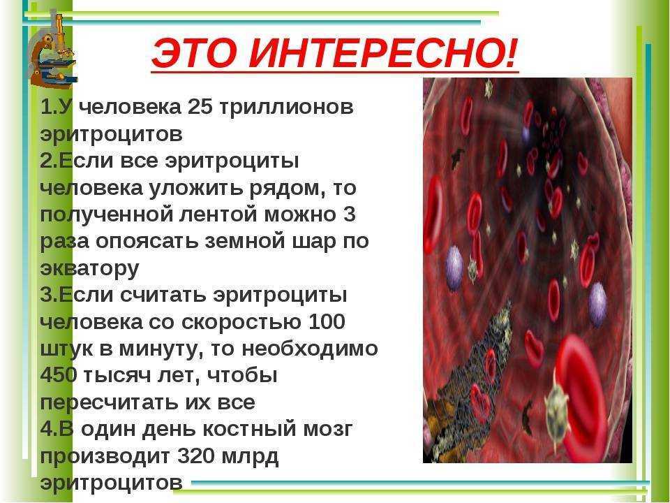 Сколько весит скелет человека | marykay-4u.ru