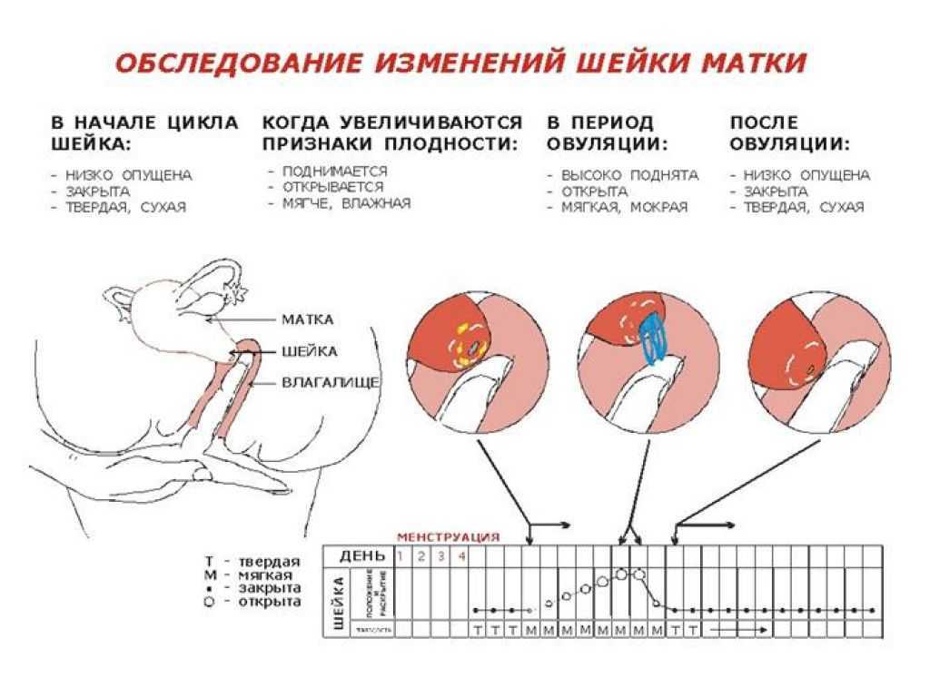 Овуляция и зачатие — что это, как связаны эти процессы