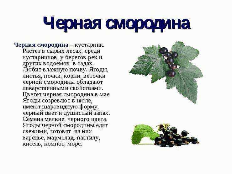 К чему снится смородина — сонник, толкование сна про сбор черной и красной и белой смородины