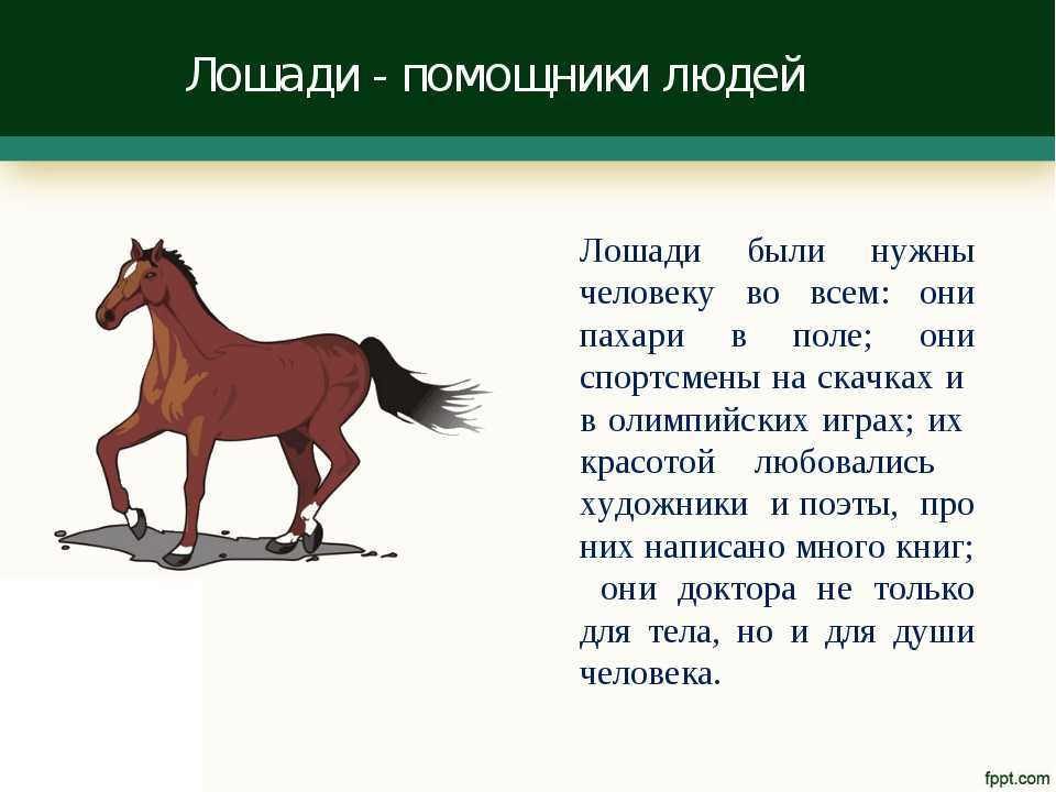 К чему снится сон о лошадях девушке или мужчине: красивые, необычные, мертвые животные