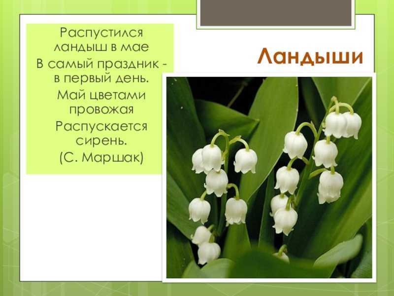 К чему снятся ландыши?