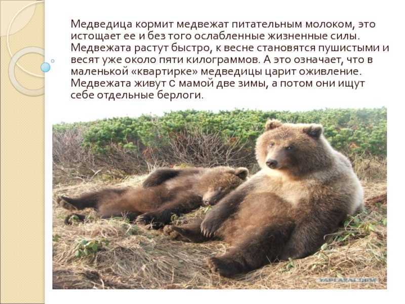 К чему снится медведь?