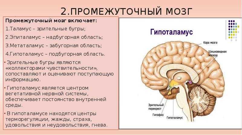 Анатомия промежуточного мозга, часть 1