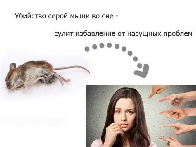 К чему снятся мыши - значение сна мыши по соннику