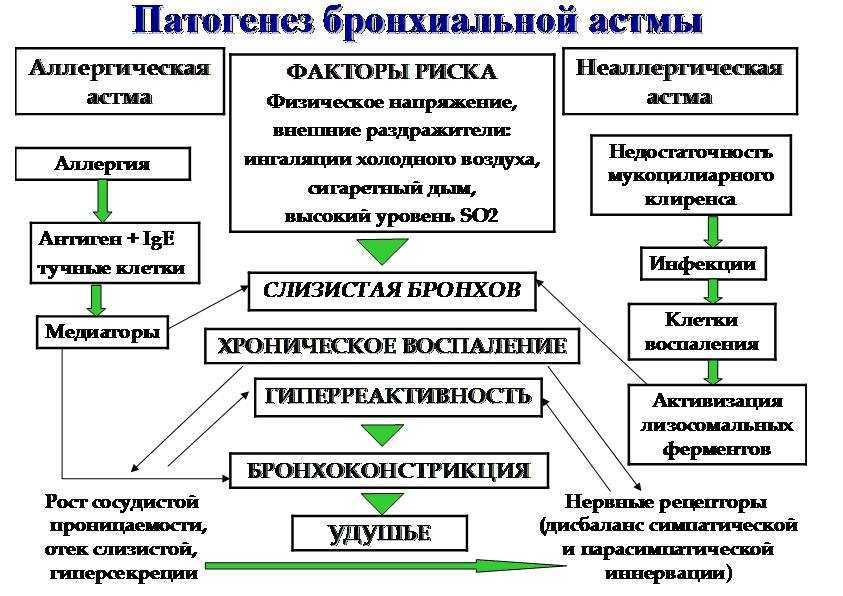 Аллергические заболевания: причины, сезонность, методы лечения и профилактики - клиника персона