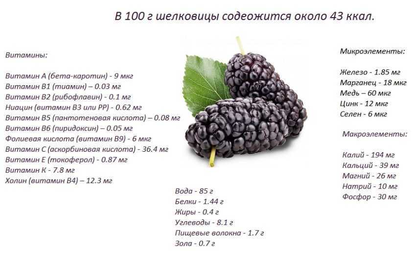К чему, согласно сонникам, снится шелковица: значение тутовника во сне