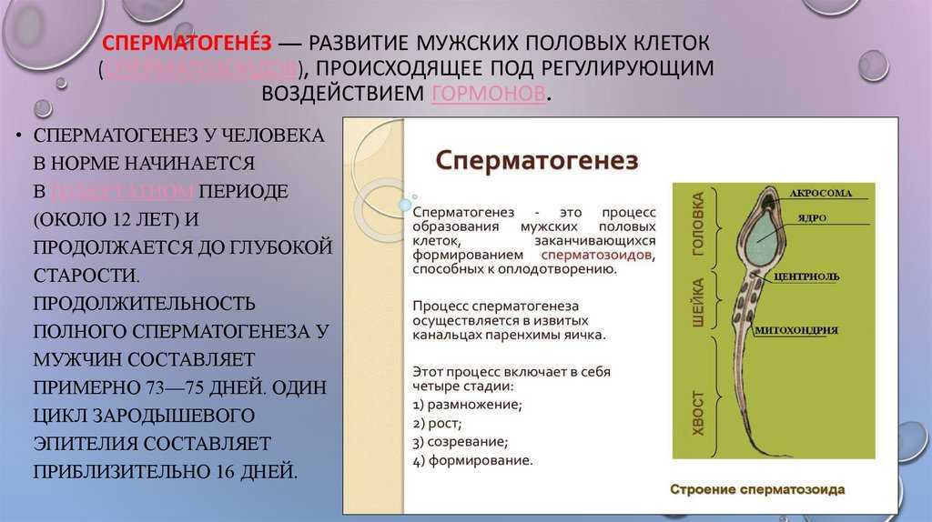 Оплодотворение яйцеклетки - как происходит созревание, этапы