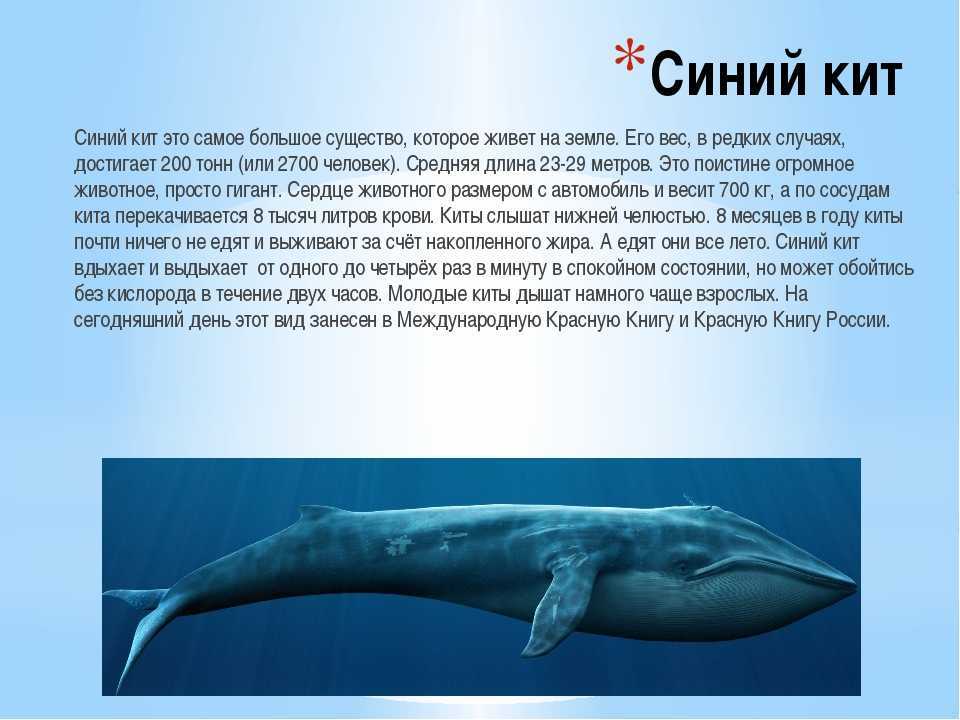 К чему снится кит - значение сна кит по соннику