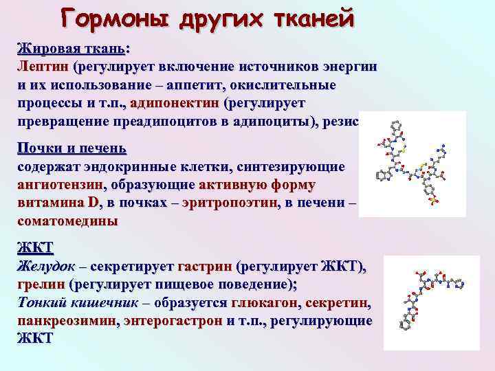 Лептин: исследования в лаборатории kdlmed