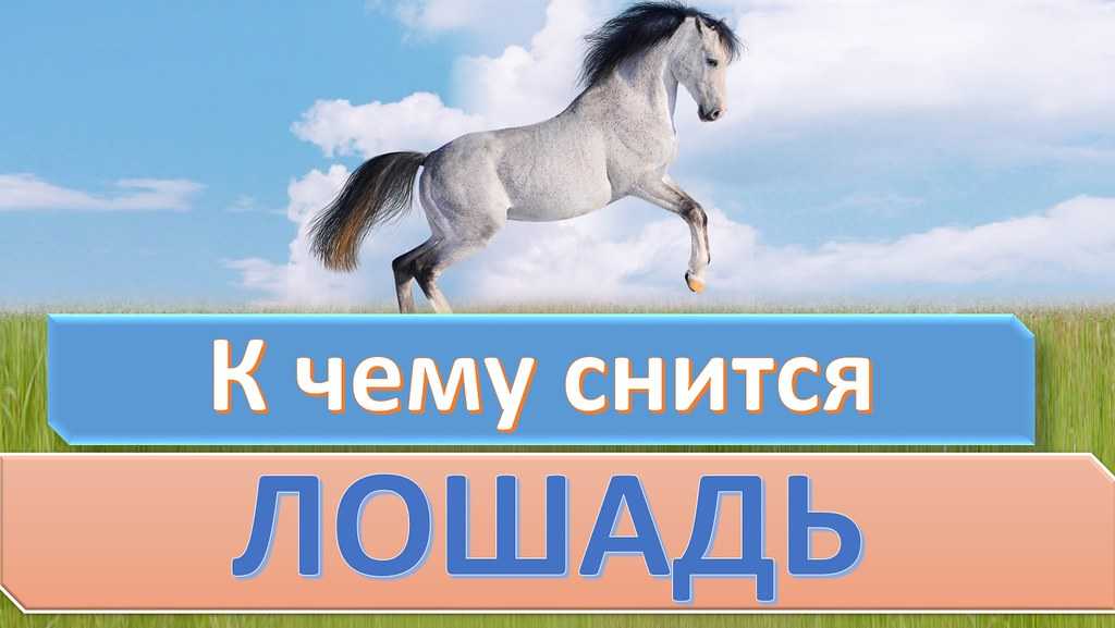 Сонник – конь, к чему снится лошадь
