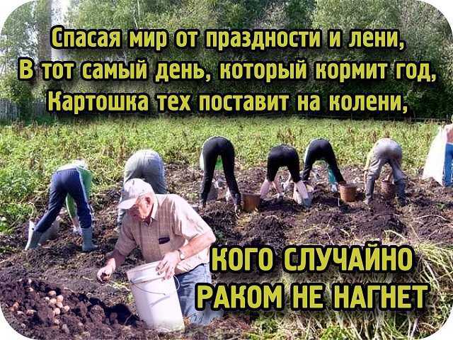 К чему снится собирать картошку: крупную, на огороде, в земле, на поле, в ведро, урожай