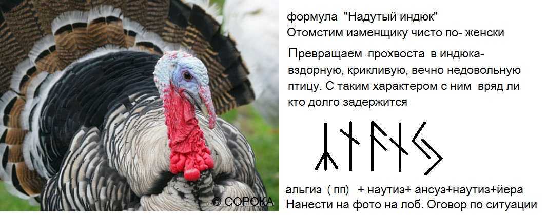 К чему снится индюк ? — топ толкований ? по 50 сонникам: что означает для мужчины и женщины видеть много живых маленьких индюшат или большую индюшку, которая нападает