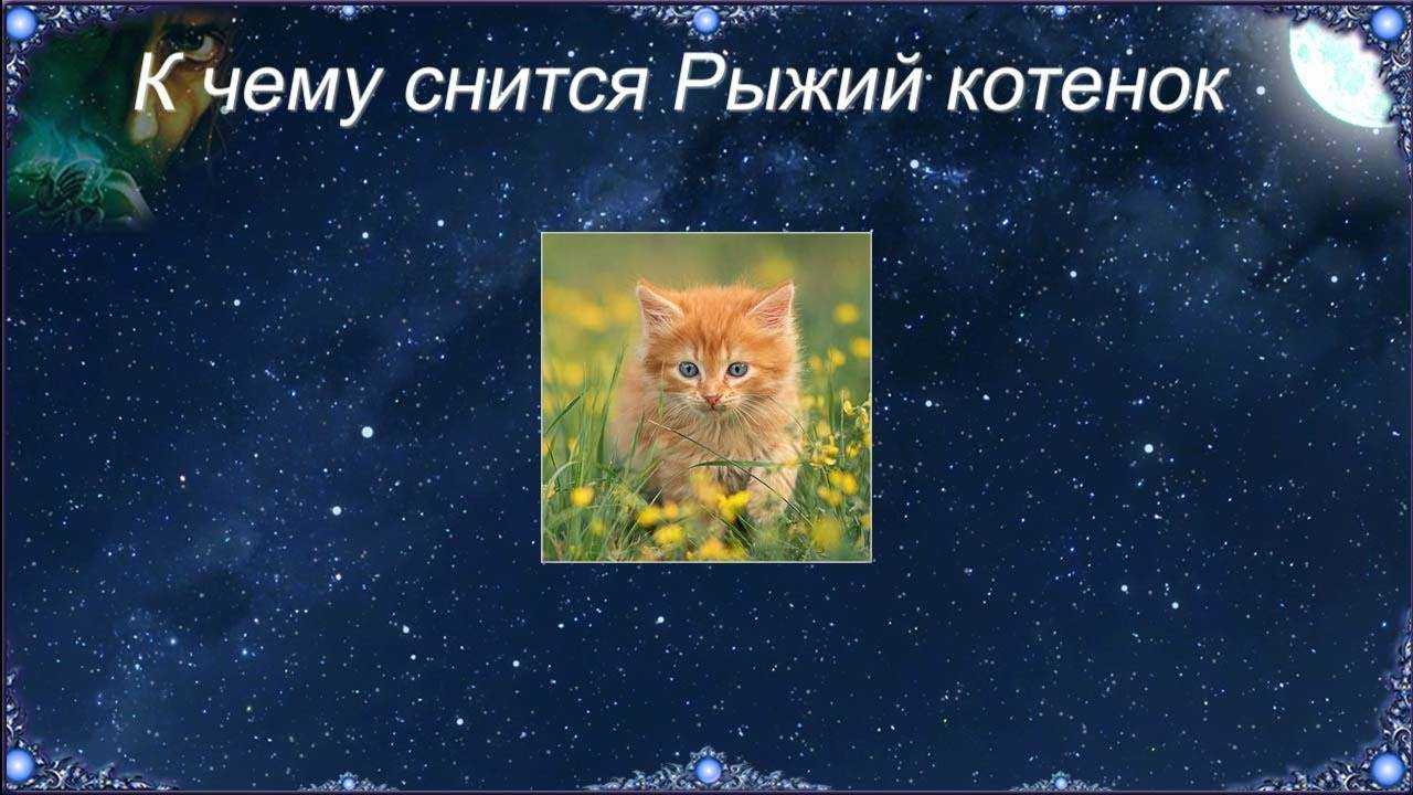 Сонник — рыжий котенок | звери дома