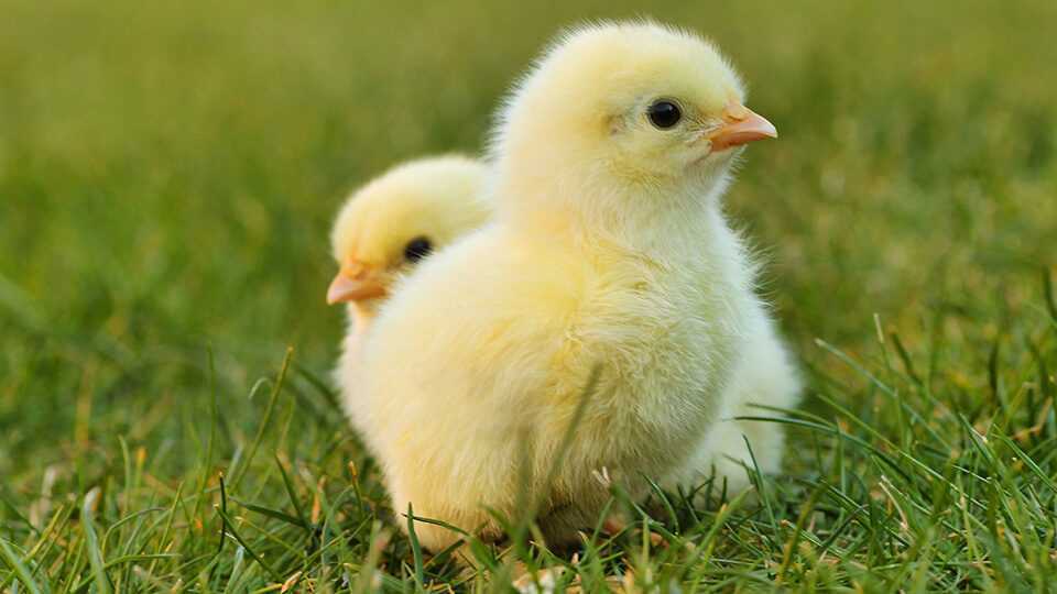 К чему снятся куры и петух – пернатые предсказатели судьбы