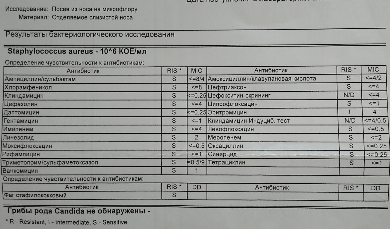Золотистый стафилококк: симптомы, лечение, виды инфекции