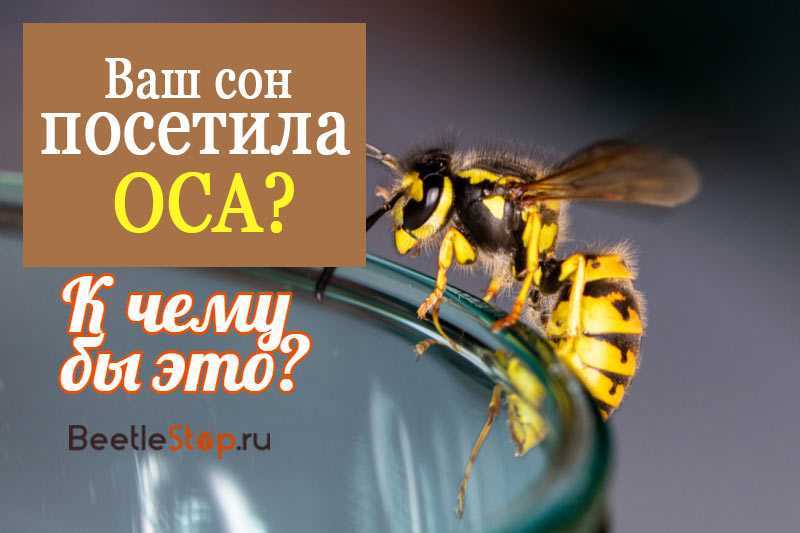 К чему снятся осы: много огромных насекомых в доме, толкование по сонникам