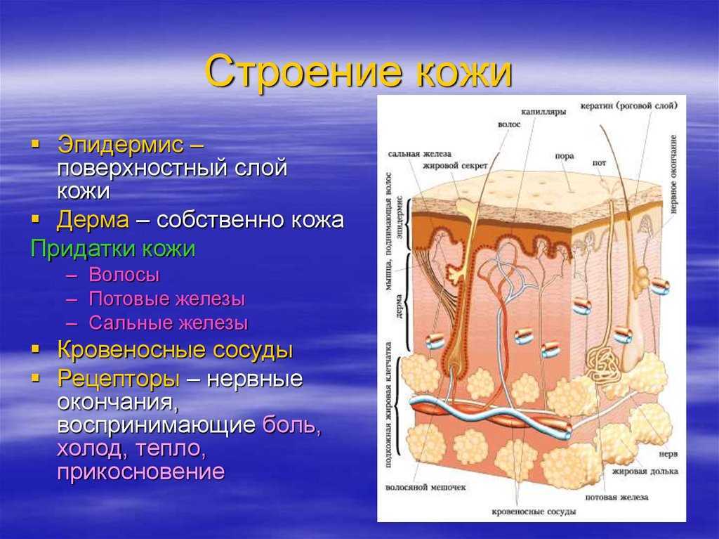Кожные заболевания у детей (фото): описание, лечение и профилактика