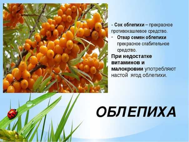 Сонник облепиха во сне к чему снится облепиха