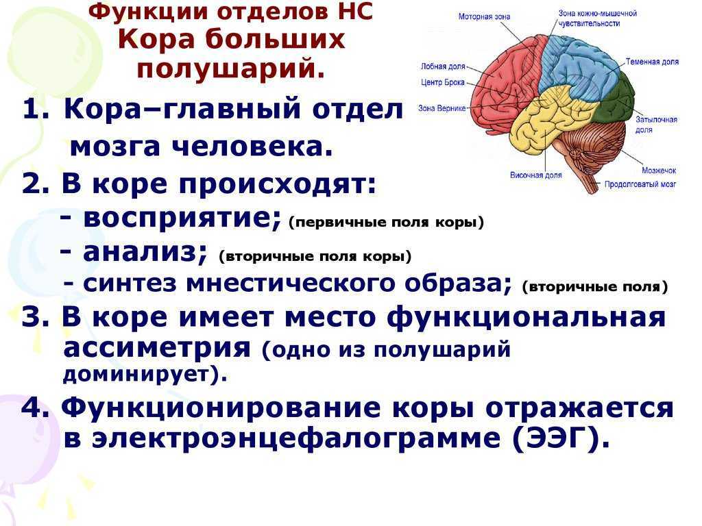Гиппокамп человека