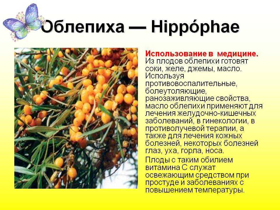 К чему снятся ягоды во сне?