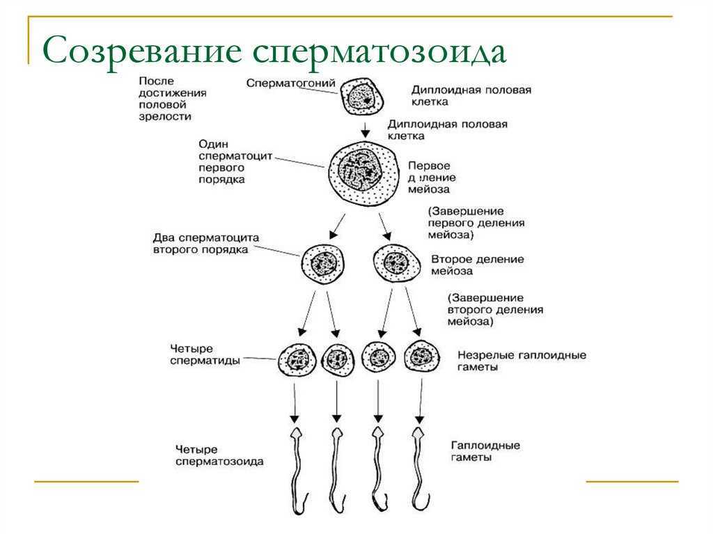 Зачатие ребенка
