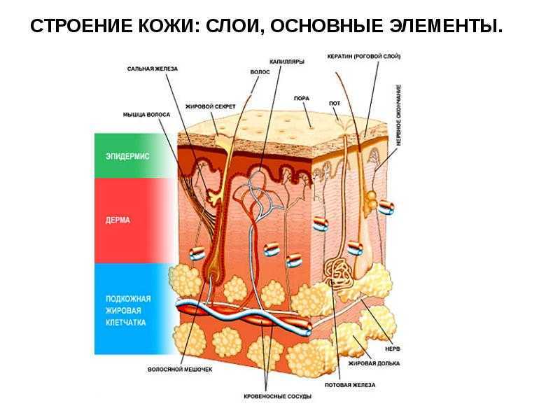 Потовые железы — большая медицинская энциклопедия