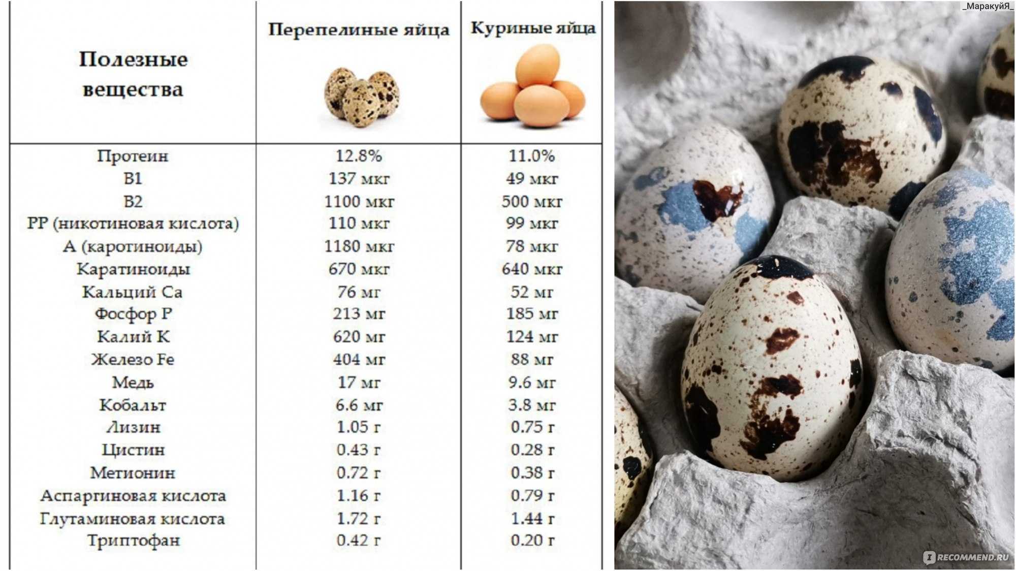 Перепелиные яйца: польза и вред, как принимать