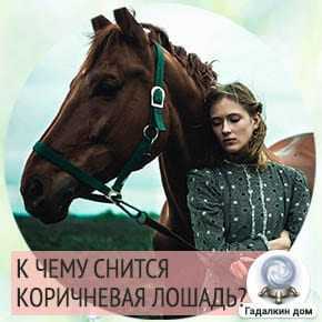 Сонник: видеть во сне коричневую лошадь - к чему снится мужчине и женщине?