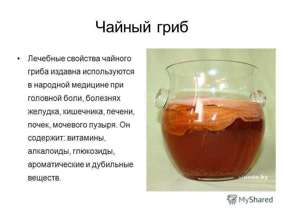 Чайный гриб для волос: применение, маски и отзывы