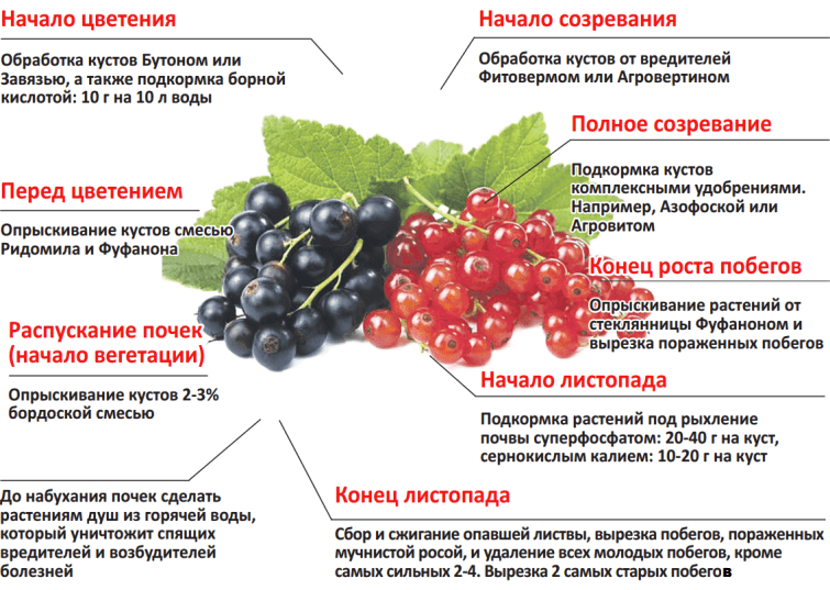 К чему снятся ягоды?