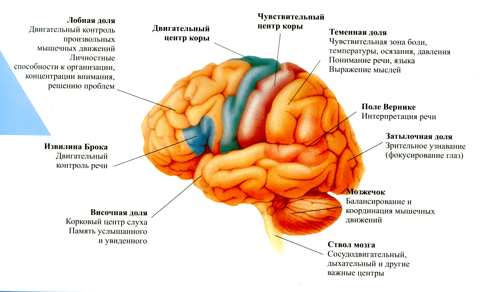 Все о гиппокампе: функции, строение, патологии