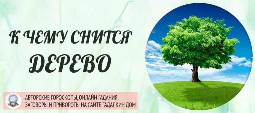 К чему снится дерево ? во сне, сонник - деревья, значение сна