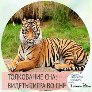 К чему снится тигр: толкование по сонникам для женщин и мужчин
