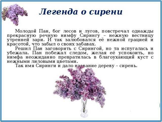 Толкование в соннике: к чему снится сирень