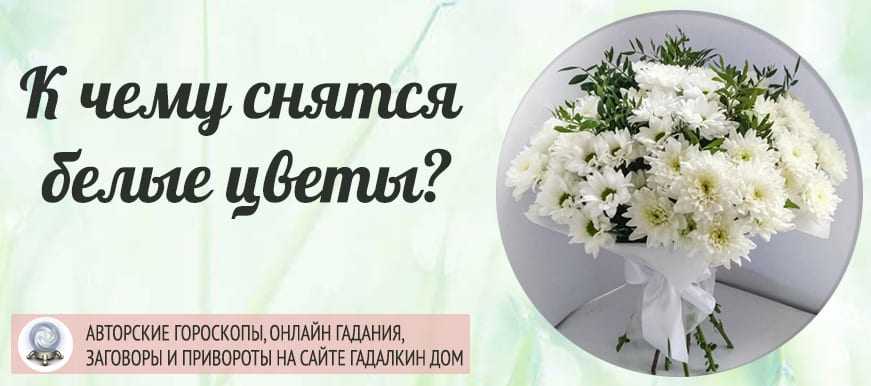 К чему снятся белые розы Что значит увидеть во сне белую розу или много белых роз Толкование сновидения по соннику Миллера, Ванги, Фрейда и тд