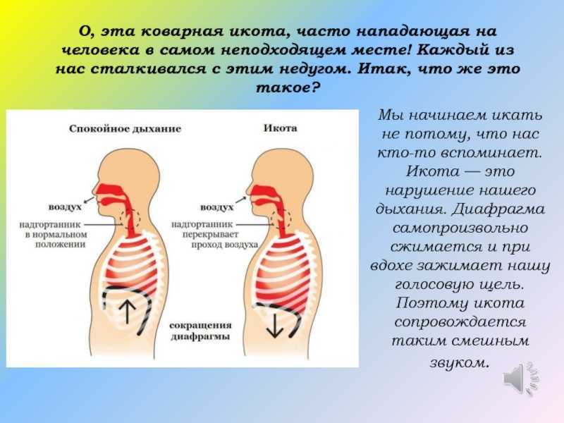 Пищевод: анатомия, строение, диагностика заболеваний пищевода и лечение у врача-гастроэнтеролога в мкц «проксима» (г. сочи)