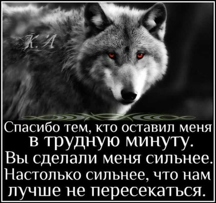 Как интерпретировать сон о волке — 50 значений