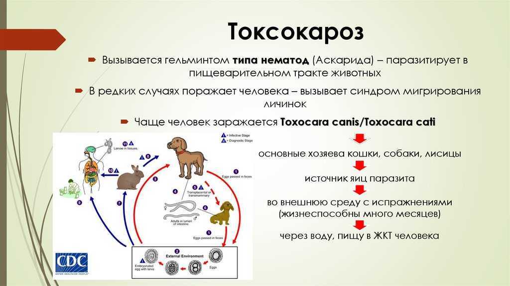 Токсокароз и его влияние на организм человека | статья в журнале «молодой ученый»