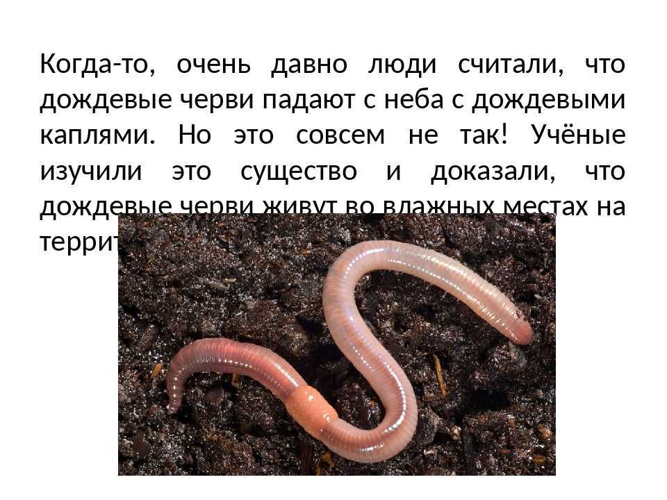 К чему снятся черви- толкование сна онлайн