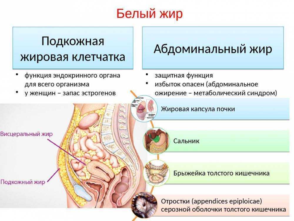 Хотите уменьшить толстые бедра? убрать жир с бедер быстро? читайте, как за 1о минут избавиться от 2 см жира на бедрах