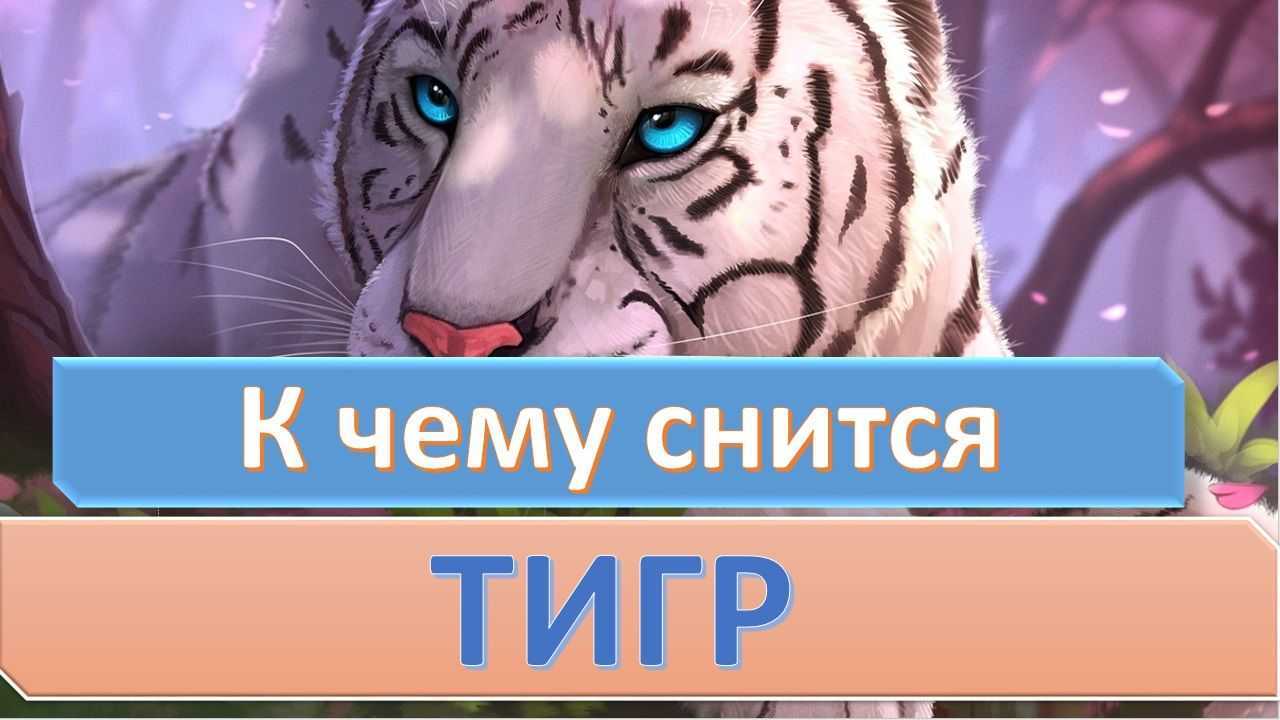 Тигр во сне: к чему снится?