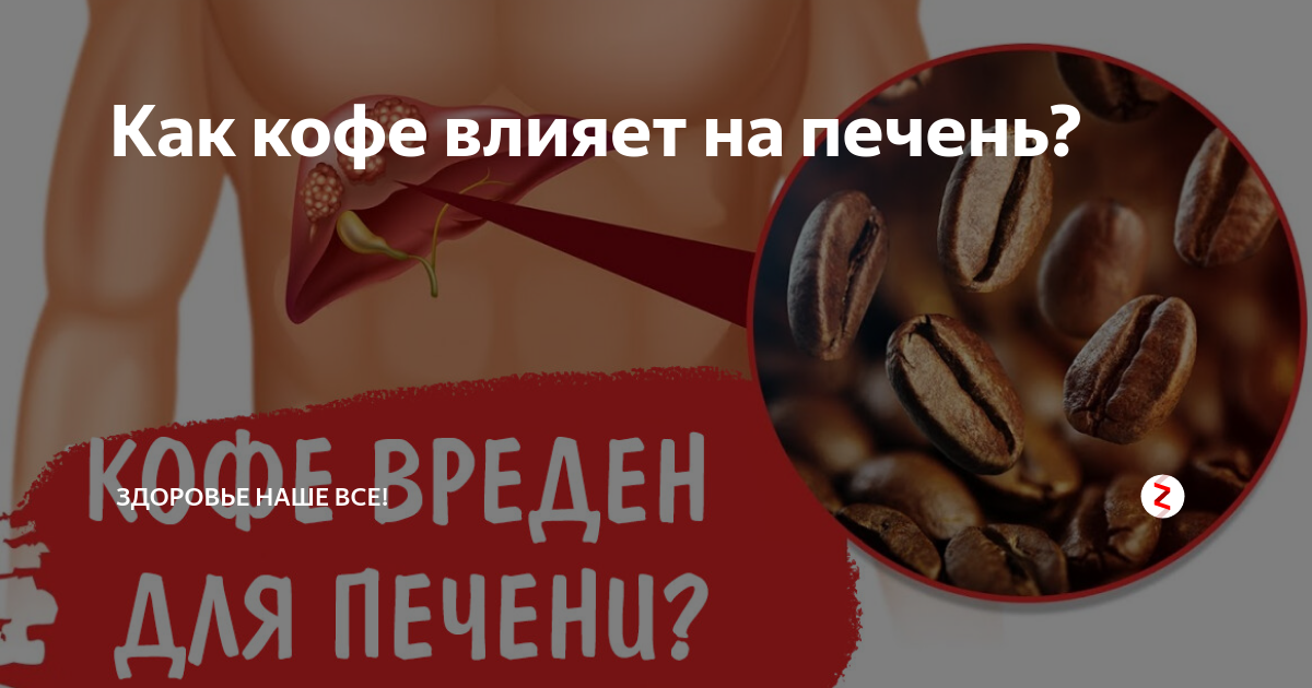 Влияние кофе на печень — 5 фактов, вреден ли он или полезен для человека, а также можно ли его пить при заболеваниях?