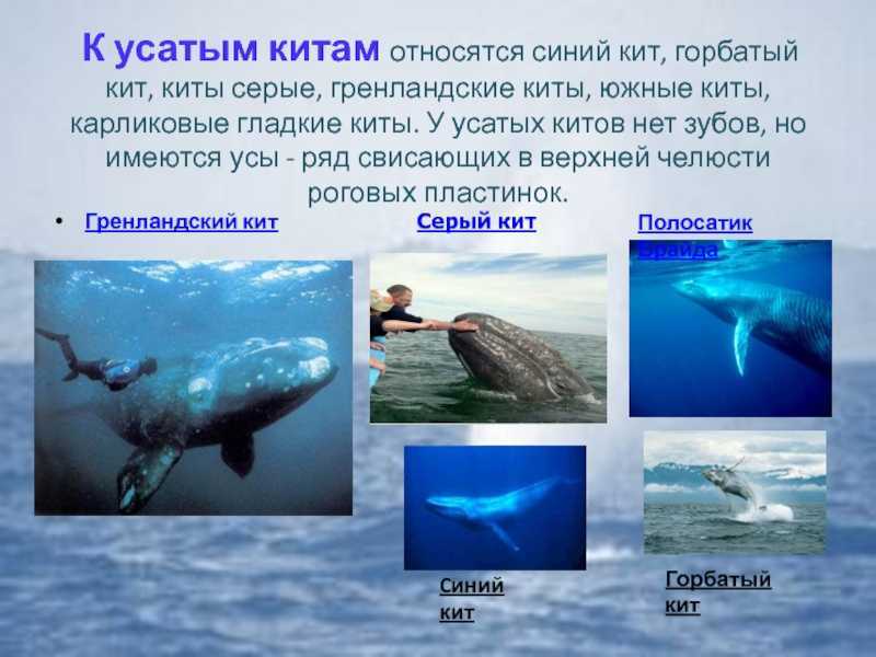 К чему снится кит. сонники про китов в воде во сне