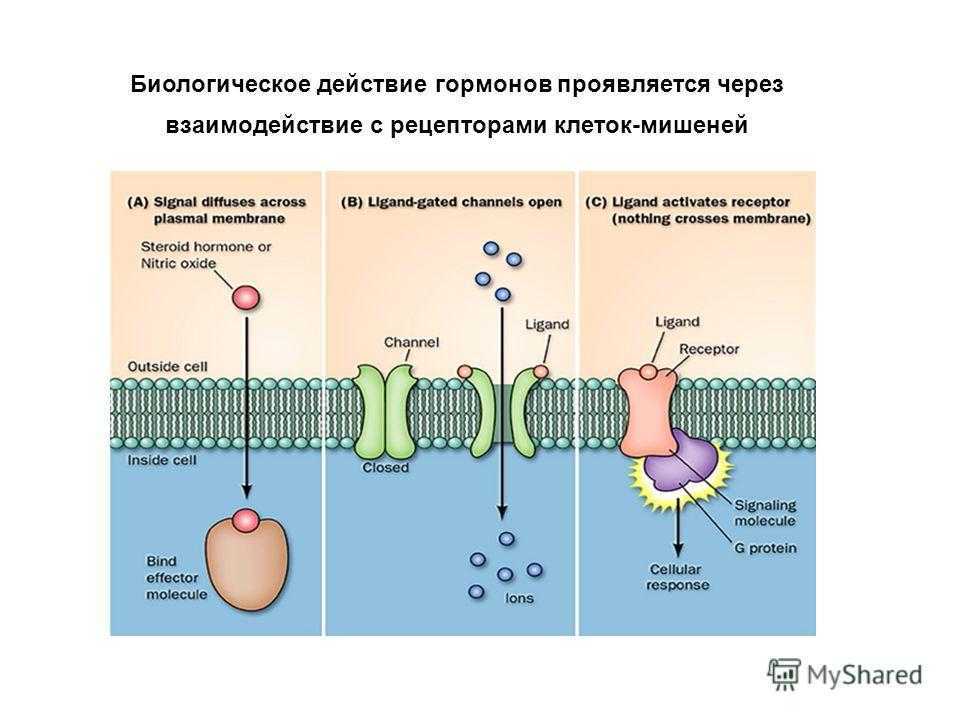 Лептин – гормон похудения и как его активировать