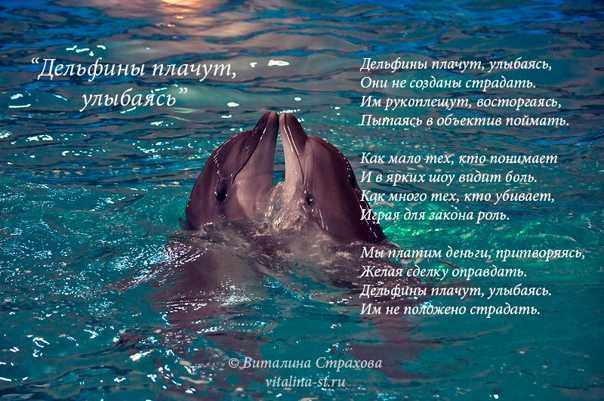 К чему снится крыса – объяснение значения сна